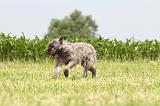BOUVIER DES ARDENNES 043